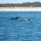 mini-dolphin.jpg - 5/24
3 Commentaires