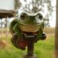 mini-frog025.jpg - 7/24
8 Commentaires